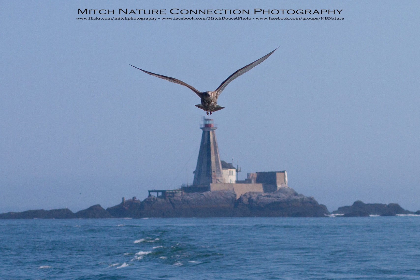 Lighthouse Gannet Rock Nature Connexion